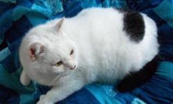 Domestic Long Hair - White - Thomas - Seniors For Seniors
Tommy and his caretaker were the very best of friends, until the caretaker recently passed away. The Owl House provides a lifetime safety net for all of our adopted cats if they need to return and