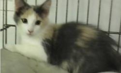 Domestic Long Hair - Woogy - Small - Young - Female - Cat
Woogy is a 1 year DLH female Calico mix who is looking for a place to call home!! Could it be with you? She is a lover and a cuddler!!
Update: Woogy has been spayed. If adopting a cat or kitten