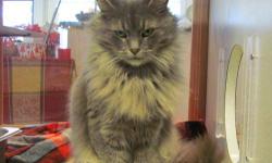 Domestic Medium Hair - Autumn - Small - Adult - Female - Cat
CHARACTERISTICS:
Breed: Domestic Medium Hair
Size: Small
Petfinder ID: 24969542
ADDITIONAL INFO:
Pet has been spayed/neutered
CONTACT:
Massena Humane Society | Massena, NY | 315-764-1330
For