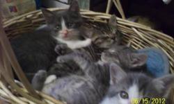 Domestic Medium Hair - Baby Kittens - Small - Baby - Female
THESE KITTENS IN THE PHOTO ALL HAVE HOMES ALREADY (the ones in the video are available at the moment)! However, baby kittens come in the shelter year round so please stop by and take your pick