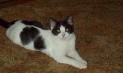 Domestic Medium Hair - Black and white - Bandit - Medium - Baby
Bandit - I am active, curious, and adventurous as all little boys should be. I am super playful, but love to cuddle too, and am very affectionate. I am living with my sister Ricki at a