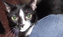 Domestic Medium Hair - Black and white - Bevis - Medium - Adult
Bevis was found wandering the streets of Saranac Lake with no apparent home to call his own. He was so used to fending for himself that he wouldn't let the shelter manager near him with a can