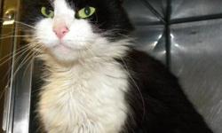 Domestic Medium Hair - Black and white - Brandy - Medium - Adult
Hi, my name is Brandy! I'm a beautiful, 6 year old, spayed female, black and white cat. I'm lovable and affectionate and I like to be held and petted. I'm such a sweetie, so take me home