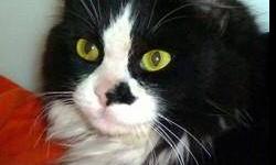 Domestic Medium Hair - Black and white - Cleo - Medium - Adult
I was turned in because my person never came back for me. My name is CLEO and I'm a Female, Spayed, Black/White Medium Hair who's 3-4 years old. I'm fine with other cats, kids and even dogs.