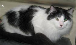 Domestic Medium Hair - Black and white - Gus - Medium - Adult
Gus was rescued from a trailer in Lake Placid along with 24 other cats and kittens. Her owners assumed she was a male, and named her Gus. We didn't change her name because she seems to know it