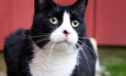 Domestic Medium Hair - Black and white - Oreo - Medium - Young
Oreo was born approx. April 2011. She was spayed, vaccinated and tested negative for FIV/FeLV on 7/22/11. She is very sweet and enjoys being pet. She gets along with other cats and she has