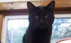 Domestic Medium Hair - Black - Ebony - Medium - Adult - Female
Ebony came to the shelter with 7 other cats. The owners husband had brought them all home and then passed away. The wife was not a fan of them and kept them in a bedroom. They had shelter but