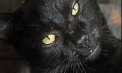 Domestic Medium Hair - Black - Eddie - Medium - Young - Male
Eddie is a 3-4 month old neutered domestic short hair black kitty rescued from near News Channel 5 last week. He is so handsome & is up for adoption.
CHARACTERISTICS:
Breed: Domestic Medium