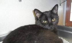 Domestic Medium Hair - Black - Moon - Small - Young - Female
Moon is very loving and playful. She shares her cage with her sister Midnight and they get along great. Come visit them Monday through Saturday 1-5pm.
CHARACTERISTICS:
Breed: Domestic Medium