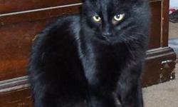 Domestic Medium Hair - Black - Othello - Medium - Young - Male
Othello is around one year old. He is a large beautiful black cat with long hair mixed with just a touch of white on his belly. He was apparently 'dumped' at a rural home but was in good