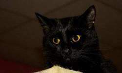 Domestic Medium Hair - Black - Othello - Medium - Young - Male
Othello is around one year old. He is a large beautiful black cat with long hair mixed with just a touch of white on his belly. He was apparently 'dumped' at a rural home but was in good