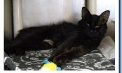 Domestic Medium Hair - Black - Petco Kitty Bob - Small - Adult
Kitty Bob is about a year old. She is nice and friendly and quite playful. She has a short tail that swishes around like a dog's tail when they are happy! She is good with children, dogs and