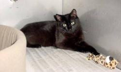 Domestic Medium Hair - Black - Prince - Medium - Young - Male
Hi there! My name is Prince. I'm around five months old. I have a real soft and silky hair coat, not to mention my handsome ear tufts. I'm still a little on the shy side, but I'm starting to