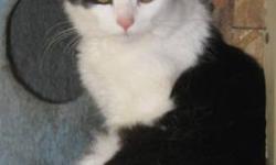 Domestic Medium Hair - Black - Tripper - Large - Young - Male
Tripper was born approx. 2009. He was previously neutered when he arrived and he was vaccinated, wormed and tested negative for FIV/FeLV on 9/9/11. Tripper gets along with other cats and we
