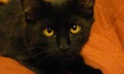 Domestic Medium Hair - Black - Whiz Bang - Large - Baby - Male
Whiz Bang is a young male black kitten who has a wonderful out-going confident purrsonalty. He is an explorer and adventurer and sure to entertain his new family with his adventures for many