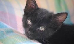 Domestic Medium Hair - Black - Zienna - Medium - Baby - Female
To fill out an adoption application for this cat, please click here  . We'll review it and get back to you as soon as possible!
Please be patient with us as we take every application seriously
