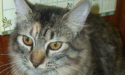 Domestic Medium Hair - Brown - Willow - Small - Young - Female
WILLOW is ~7 months old domestic medium hair, brown tabby w/a splashes of orange. She is a beautiful petite female, loves to be held and like to be brushed. Willow is not yet spayed, however