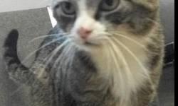 Domestic Medium Hair - Bucky - Medium - Adult - Male - Cat
CHARACTERISTICS:
Breed: Domestic Medium Hair
Size: Medium
Petfinder ID: 25358273
ADDITIONAL INFO:
Pet has been spayed/neutered
CONTACT:
Lollypop Farm, Humane Society of Greater Rochester |