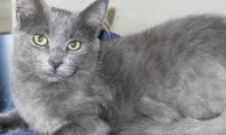 Domestic Medium Hair - Chia - Medium - Baby - Female - Cat
Adoption Process: HAHS has an adoption application that you can fill out if you are interested in one of our animals. Once we receive the application we review and contact veterinary and personal