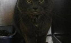 Domestic Medium Hair - Chloe - Small - Young - Female - Cat
Chloe is a spayed female. Arrived on 9/21/12.
CHARACTERISTICS:
Breed: Domestic Medium Hair
Size: Small
Petfinder ID: 24449932
ADDITIONAL INFO:
Pet has been spayed/neutered
CONTACT:
Stray Haven