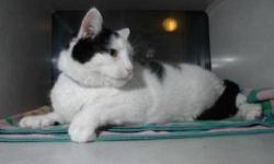 Domestic Medium Hair - Elvis - Large - Adult - Male - Cat
CHARACTERISTICS:
Breed: Domestic Medium Hair
Size: Large
Petfinder ID: 25248421
ADDITIONAL INFO:
Pet has been spayed/neutered
CONTACT:
Lollypop Farm, Humane Society of Greater Rochester | Fairport,