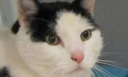 Domestic Medium Hair - Gomer - Large - Adult - Male - Cat
I am a big affectionate boy who is just a tad shy and scared and I don't understand how I ended up here. I was brought to the shelter because my owner is seriously ill and could not longer take