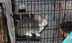 Domestic Medium Hair - Gray and white - Betty - Medium - Adult
Betty has been here since the summer of 2010, she needs a good home
CHARACTERISTICS:
Breed: Domestic Medium Hair - gray and white
Size: Medium
Petfinder ID: 17550843
ADDITIONAL INFO:
Pet has