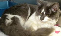 Domestic Medium Hair - Gray and white - Jewel - Medium - Adult
Jewel is such a gorgeous girl! She is sweet and soft and she loves to get attention. She can't wait to find a loving family!
CHARACTERISTICS:
Breed: Domestic Medium Hair - gray and white
Size: