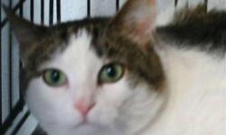 Domestic Medium Hair - Gray and white - Noel - Medium - Adult
(No. 12598) My name is Noel and I am a female 6-8 years young. I have grey tabby and white markings with medium length fur and pretty green eyes. My paws are fat because there are extra toes on