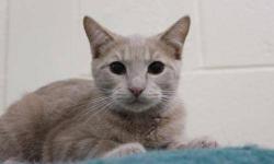 Domestic Medium Hair - Gray and white - Paisley - Medium - Young
Paisley was born from a local deli cat who has since been spayed and returned to her deli. But Paisley and his sibling Argyle are still waiting to settle into a sweet home. Paisley is