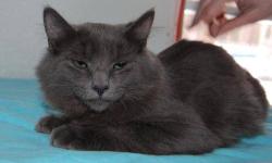 Domestic Medium Hair - Gray - Cuddles - Medium - Young - Male
CHARACTERISTICS:
Breed: Domestic Medium Hair-gray
Size: Medium
Petfinder ID: 25381224
CONTACT:
North Country Animal Shelter | Malone, NY | 518-483-8079
For additional information, reply to this