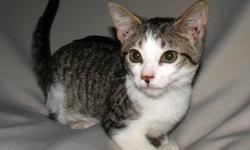Domestic Medium Hair - Homer - Medium - Young - Male - Cat
Homer is a fun little guy, playful and sweet, perfect for any family. Loves other cats and friendly dogs.Very social, would be great in a multi-cat home where he can always have someone to play