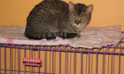 Domestic Medium Hair - Kimmy - Medium - Young - Female - Cat
Kimmy is from a litter of semi-feral kittens that came to the Rescue after living under a porch. She has made great strides in socialization and we are confident that she will make a good