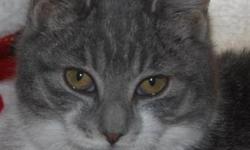 Domestic Medium Hair - Kitters - Medium - Baby - Female - Cat
A Little People Shy, Loves Other Cats
Kitters is a beautiful little girl who came to Joyful Rescues without any siblings and very little background. We believe she was born around 8/8/12. Right