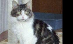 Domestic Medium Hair - Lilly - Small - Adult - Female - Cat
Lilly is a beautiful long haired girl who came to me a stray out of the cold with her newborn kitten Pudge. She has been a great mom and is now ready to be a house kitty. She is very