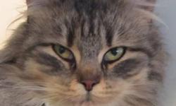 Domestic Medium Hair - Luca - Small - Adult - Female - Cat
I am a bit shy because I was abandoned by my previous family who moved and did not take us with them. Once I see you are not going to hurt me, I LOVE to be petted and brushed. I am a petite, clean