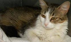 Domestic Medium Hair - Maggie*at Petsmart* - Medium - Adult
***AT PETSMART***Hi, my name is Maggie! I'm a gorgeous 5-6 year old spayed female medium haired gray tiger and white kitty. I'm sweet and quiet and I like to be talked to and petted. I'd make a
