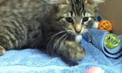 Domestic Medium Hair - Max-a-million - Small - Baby - Male - Cat
Max and his brother Mystique were found near a highway entrance in November. They were very sick with upper respiratory infections. They have a come a long way and are now happy little guys.