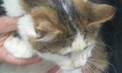 Domestic Medium Hair - Nora - Medium - Adult - Female - Cat
My name is Nora and I came to the shelter as a stray in September 2012. I am an adult female.
Adoption Process: HAHS has an adoption application that you can fill out if you are interested in one