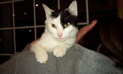 Domestic Medium Hair - Ohio - Small - Young - Female - Cat
Ohio is a very affectionate young girl. Loves attention and will be with you all she can. If you want a nice companion, lap cat, she'll be perfect. She'll be great with kids as well. I'll try to