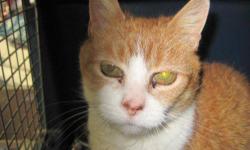 Domestic Medium Hair - Orange and white - Cammie - Medium
Cammie was rescued during a really cold day during the winter of 2010/2011. It was ten below zero, and she was found living in a shed at a construction site. Our manager brought a havahart trap and