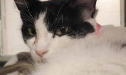 Domestic Medium Hair - Oreo - Medium - Adult - Female - Cat
CHARACTERISTICS:
Breed: Domestic Medium Hair
Size: Medium
Petfinder ID: 25071754
ADDITIONAL INFO:
Pet has been spayed/neutered
CONTACT:
Lollypop Farm, Humane Society of Greater Rochester |