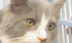 Domestic Medium Hair - Pinky - Medium - Young - Male - Cat
I am an outgoing and independent boy who loves to play. I have longish hair and really need someone to brush me regularly. I was a "bottle baby" who came to the shelter at only 3 weeks of age. I