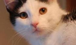 Domestic Medium Hair - Pinto - Large - Young - Male - Cat
My fur is the cat's meow!
I'm fluffy!! Pinto is one of the Black & White collection kittens that would have been destroyed if a kind family had not intervened. Pinto was born 7/31/12 and is the