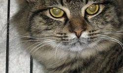 Domestic Medium Hair - Savanna - Medium - Young - Female - Cat
Savannah was born approx. July 2011. She was spayed, vaccinated, wormed and tested negative for FIV/FeLV on 9/23/11. Savannah is very shy but, curious. She gets along with other cats but, we