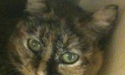 Domestic Medium Hair - Terri Tortie - Medium - Adult - Female
I was dropped off at the shelter two years ago and have been waiting for a new home ever since. I'm very quiet and shy and have not been noticed. I am starting to come out of my shell though