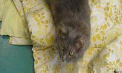 Domestic Medium Hair - Tillie - Medium - Adult - Female - Cat
Tillie is a cat that we found abandoned outside of our hospital. Tillie is a wonderful girl! She loves to be pet and cuddled and mushed! She is a very pretty cat and she needs a forever home!