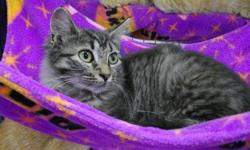 Domestic Medium Hair - Tinkerbelle - Medium - Baby - Female
Tinkerbelle is a medium-hair tiger female kitten born approx. early June. She and her brother Munchkin were born of a feral mother who was subsequently spayed and returned to her colony via the