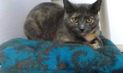 Domestic Medium Hair - Tinkerbelle - Medium - Baby - Female
Tinkerbelle is a medium-hair tiger female kitten born approx. early June 2012. She and her brother Munchkin were born of a feral mother who was subsequently spayed and returned to her colony via