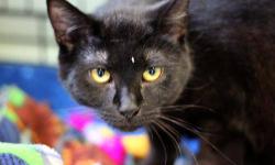 Domestic Short Hair - Ada - Medium - Young - Female - Cat
Ada is a 10 month old female that came to us at about 3 weeks old. Too young to stay at the shelter, she and her sister (Niva) temporarily went to a foster home. Once they were old enough, the two
